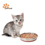 غذای گربه از کجا بخریم؟