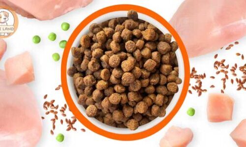 غذای گربه از چی درست میشه؟