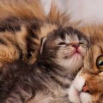 غذای گربه بعد از زایمان