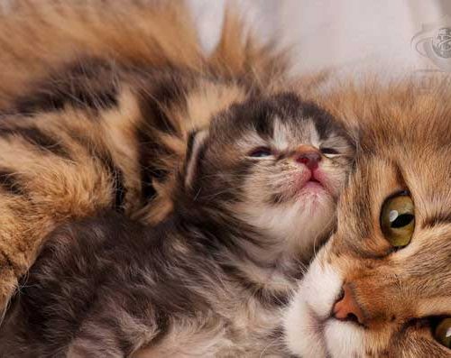 غذای گربه بعد از زایمان