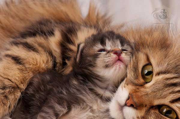 غذای گربه بعد از زایمان